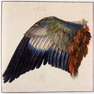 Wing by Durer