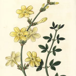 Winter jasmine, Jasminum nudiflorum