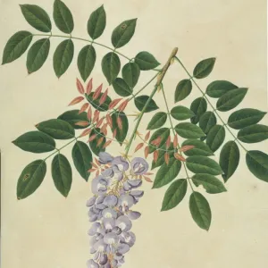 Wisteria sp