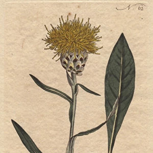 Woad-leaved centaurea with yellow fluffy flowers