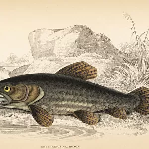 Wolf fish, Hoplias malabaricus