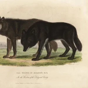 Wolves of Hudson Bay, Canis lupus