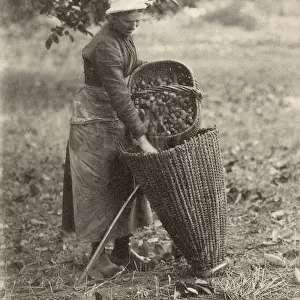 A woman of the Auvergne collecting walnuts
