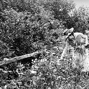 Woman gathering wild flowers, 1890s