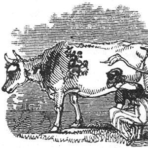 Woman milking cow, c. 1800
