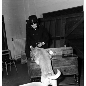 Woman police dog handler with drug sniffer dog, London