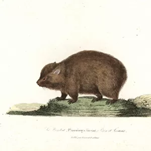 Wombat, Vombatus ursinus