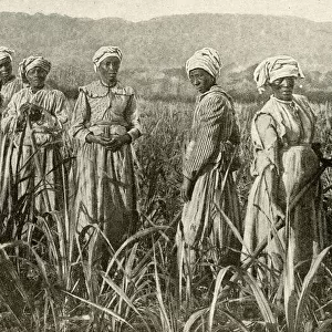 Women working in sugar cane field, Jamaica, West Indies