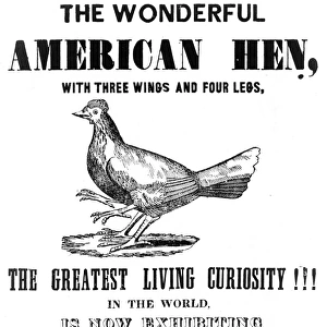 The wonderful American hen