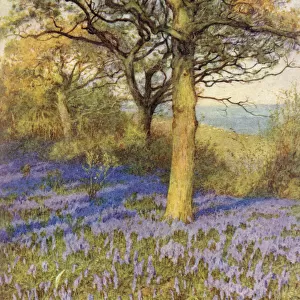 WOOD WITH BLUEBELLS