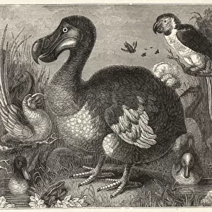 Wood engraving of Roelandt Saverys painting of the dodo