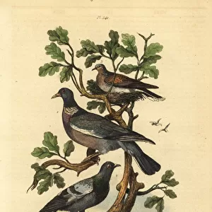 Wood pigeon, common pigeon and turtle dove