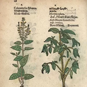 Wood sage, Teucrium scorodonia, and red mint