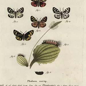 Wood tiger moth, Parasemia plantaginis