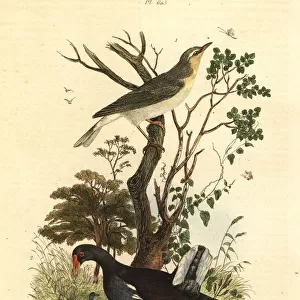 Wood warbler, Phylloscopus sibilatrix