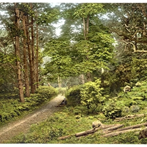 In the woods, Sheringham, England