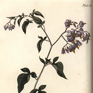 Woody or bittersweet nightshade, Solanum dulcamara