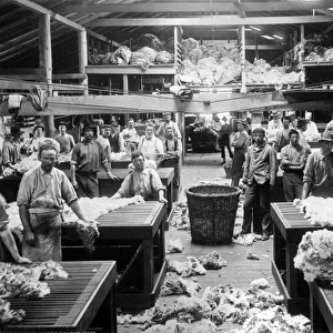 Wool sorting and classing, Burrawang, Australia