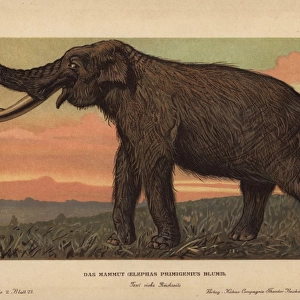 Woolly mammoth, Mammuthus primigenius, Elephas