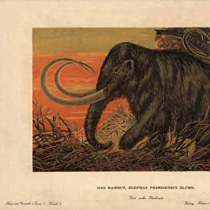 Woolly or tundra mammoth, Mammuthus primigenius