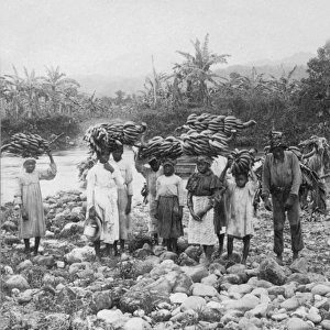 Workers harvesting banana crop, Jamaica