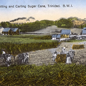 Workers on sugar plantation, Trinidad, West Indies