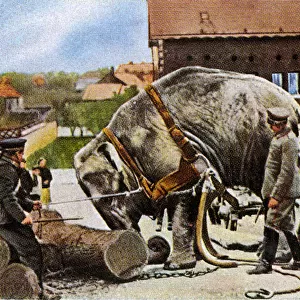 WORKING ELEPHANT 1915