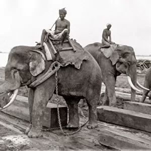 Working elephant, timber yard, Burma, India, c. 1880 s