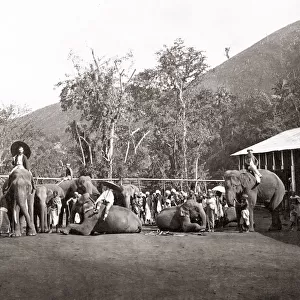 Working elephants and estate coolies, India, c. 1880 s
