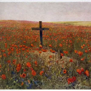 WW1 / C 1919 / POPPY FIELD