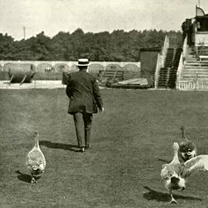 WW1 - Lords Cricket Ground used as a Goose Farm, 1915