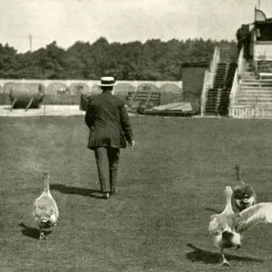 WW1 - Lords Cricket Ground used as a Goose Farm, 1915