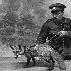 WW1 mascot: a fox in a harness
