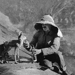 WW1 mascots: a gazelle in Mesopotamia