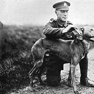 WW1 messenger dog