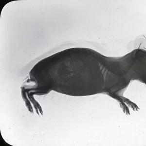 X-Ray - Guinea Pig