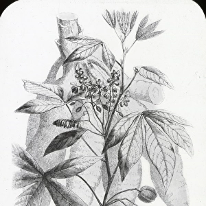 X-Ray - Tapioca Plant