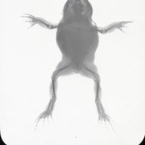 X-Ray - Toad