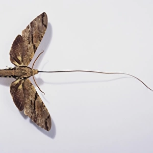 Xanthopan morganii praedicta, Madagascan sphinx moth