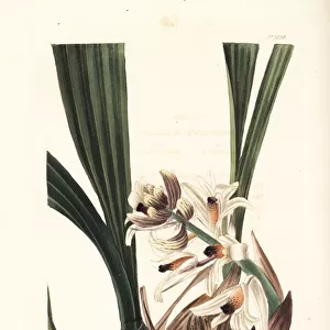 Xylobium squalens orchid