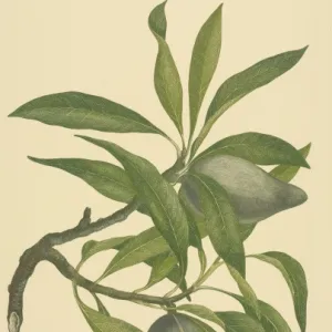 Xylomelum pyriforme, woody pear