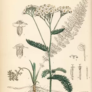Yarrow or milfoil, Achillea millefolium