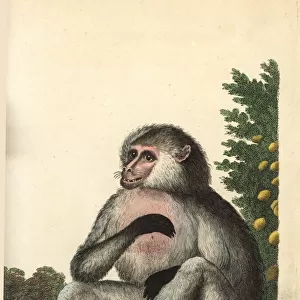 Yellow baboon, Papio cynocephalus