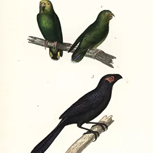Yellow-capped pygmy parrot and groove-billed ani