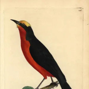 Yellow-crowned gonolek, Laniarius barbarus