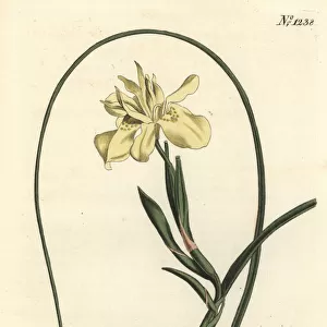 Yellow esculent-rooted moraea, Moraea fugax