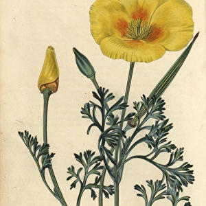 Yellow flowered California poppy, Eschscholzia californica