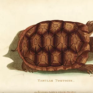 Yellow-footed tortoise, Chelonoidis denticulata