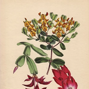 Yellow Gastrolobium ovalifolium, scarlet Epiphyllum