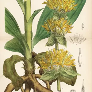 Yellow gentian, Gentiana lutea
